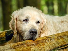 VOLONTARI CON ACCADEMIA KRONOS PER GLI ANIMALI ABBANDONATI