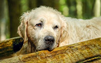 VOLONTARI CON ACCADEMIA KRONOS PER GLI ANIMALI ABBANDONATI