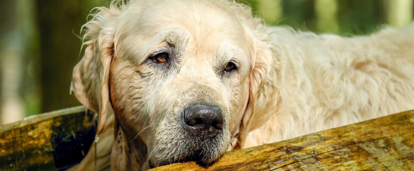 VOLONTARI CON ACCADEMIA KRONOS PER GLI ANIMALI ABBANDONATI