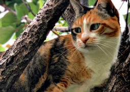 Volontariato con I Gatti di Val Cannuta