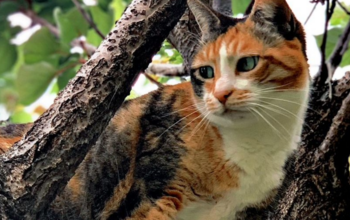 Volontariato con I Gatti di Val Cannuta