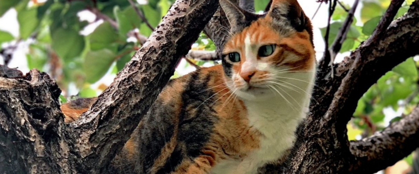 Volontariato con I Gatti di Val Cannuta